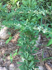 Lespedeza cuneata
