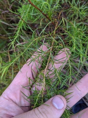 Artemisia dracunculus