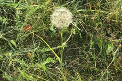 Tragopogon pratensis