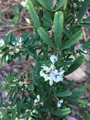 Lespedeza cuneata