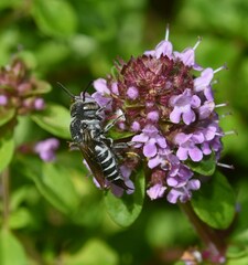 Coelioxys echinatus