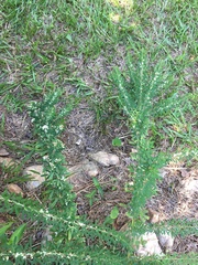 Lespedeza cuneata