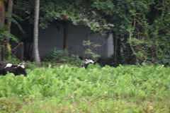Vanellus indicus