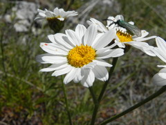 Tanacetum corymbosum