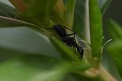 Camponotus compressus