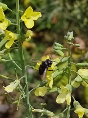 Megachile amparo