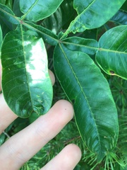 Quercus imbricaria