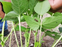 Homalodisca vitripennis