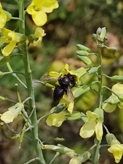 Megachile amparo
