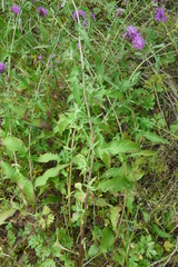 Centaurea phrygia pseudophrygia