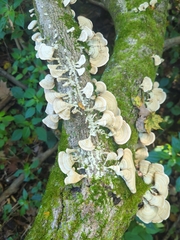 Polyporaceae