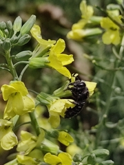 Megachile amparo