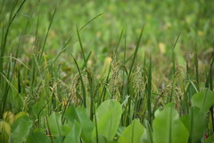 Oryza sativa