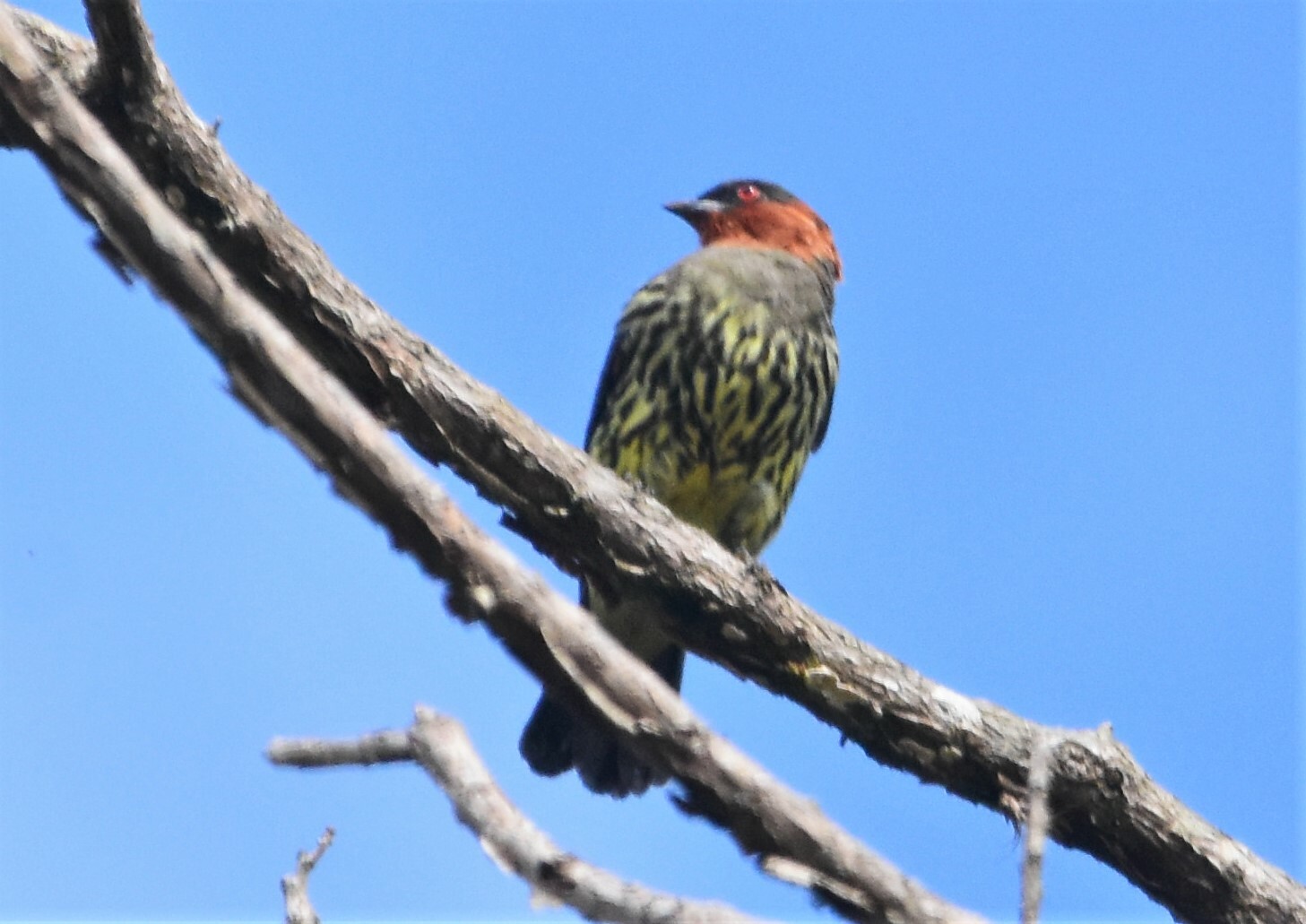 Chestnut-crested Cotinga (Ampelion rufaxilla), photo 8