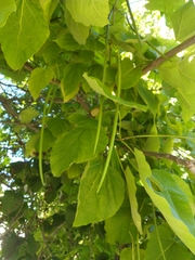 Catalpa bignonioides
