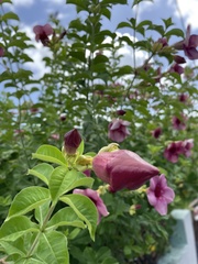 Allamanda blanchetii