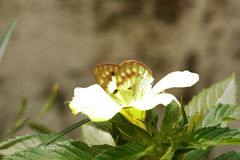 Colotis amata
