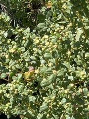 Baccharis pilularis
