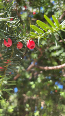 Taxus baccata