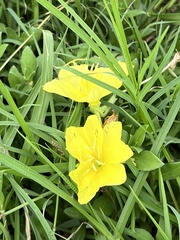 Oenothera drummondii
