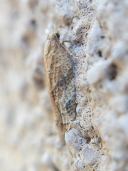Platynota