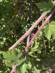 Baccharis pilularis