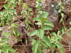 Lepidaploa proctorii