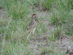 Chondestes grammacus
