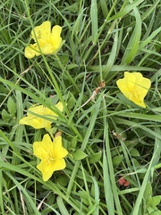 Oenothera drummondii