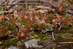 Sedum emarginatum