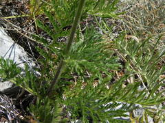 Tanacetum corymbosum