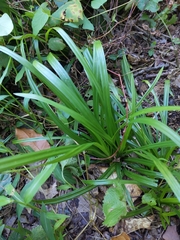 Carex blanda
