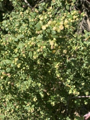 Baccharis pilularis