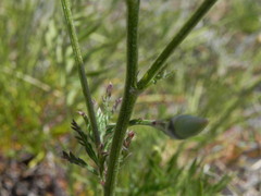 Tanacetum corymbosum