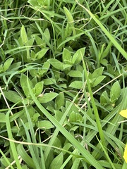 Oenothera drummondii