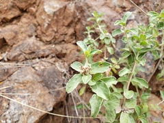 Lepidaploa proctorii