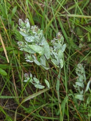 Symphyotrichum sericeum