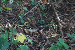 Dendronanthus indicus