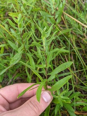 Symphyotrichum oblongifolium