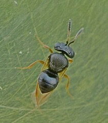 Trissolcus