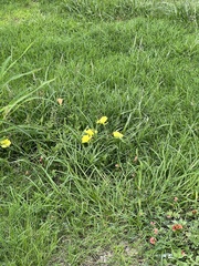 Oenothera drummondii