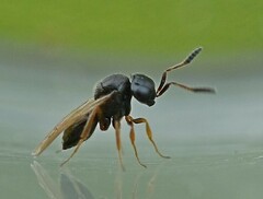 Trissolcus