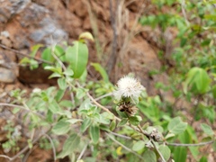 Lepidaploa proctorii