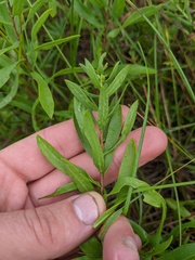 Symphyotrichum oblongifolium