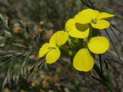 Erysimum pseudorhaeticum