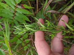 Symphyotrichum oblongifolium