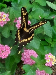 Heraclides cresphontes