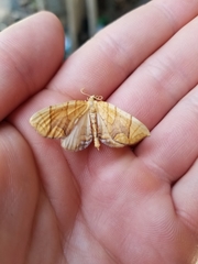 Eulithis diversilineata