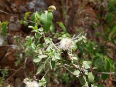 Lepidaploa proctorii