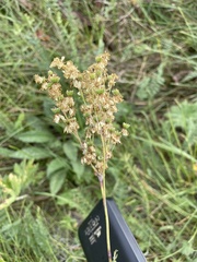 Filipendula vulgaris